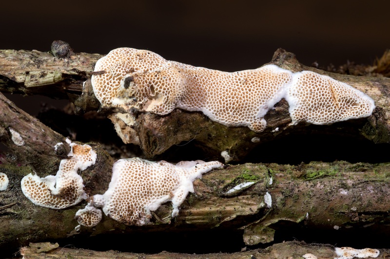 Aphyllo on Quercus twigs